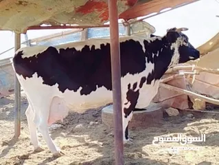  2 بقرة فريز عشار كبير