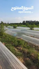  25 لاصحاب الاستثمارات مزرعة للتمليك 15 فدان في البحيرة الارض مسجلة بالش