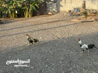  3 ديوك باكستانيه