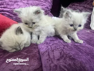  9 قطط (كيتنز) ميكس سكوتش فولد وبرتش لون سلفر بلو  و لون ابيض  للبيع