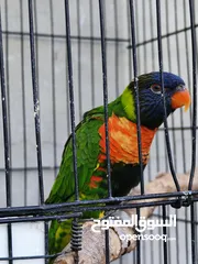  2 ببغاء لوري رينبو