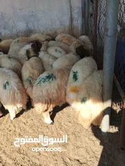  6 ذبيح للبيع طيبه سمان عزيمه ثلاجه خرفان طيبة هرفي جذع وتساب اتصال لتوصيل جميع مناطق قطر سوري بلدي