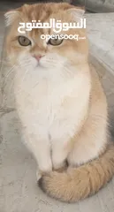  2 متاح ذكر سكوتش فولد ny12 حجم ضخم  كوت بجنن بيور العمر سنه و3شهور
