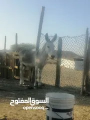  1 حمار مشاي للبيع في لوى