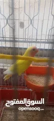  9 طيور روز وفشر وحب القراء الوصف تفاصيل اسعار حرق⁦ zzzzzzzzzzzzzzzzxxxxxxxxxxhbbbnnnbbbbbbbbbbbbbbbbbb