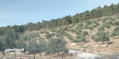  4 ارض ورثة للبيع بسعر مغري