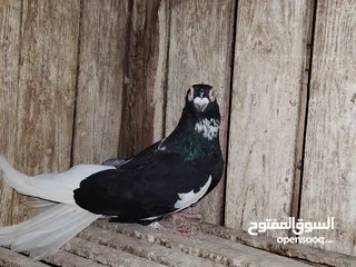  1 مجموعة زغاليل وشبابات للبيع