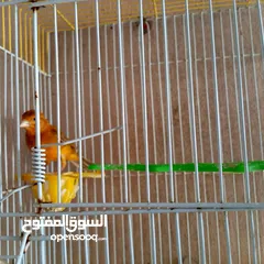  7 كوم كنار للبيع