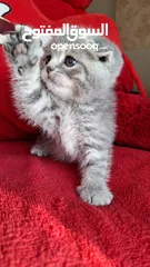  4 Scottish fold kittens سكوتش فولد