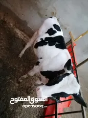  1 عجل  خمس شهور  بسم الله ما شاء الله