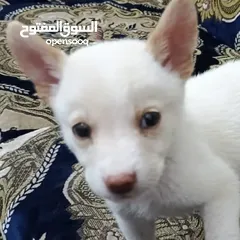  2 ما نوع هاذا الكلب  هل هاذا هاسكي