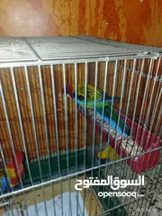  10 طيور للبيع