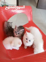  4 قطط بريتش بيور عيون زرق