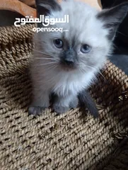  19 قطط للبيع السعار مشكله