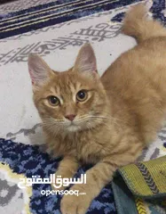 1 قطه للبيع شيرازي فول شعر