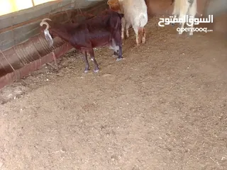 8 ماعز للبيع
