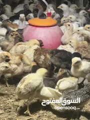  6 دجاج عماني فرنسي  عمر شهر تم تلقي التحصينات السعر  0.4 بيسه