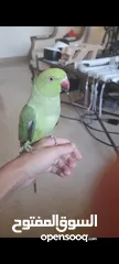  2 friendly indian ringneck parrot rose-ringed parakeet  درة
