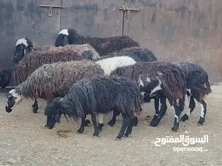  2 جعد ماشاءالله عمانيات