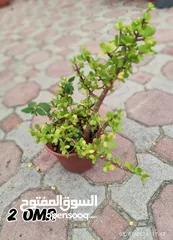  8 plants for sale from 1 to 5 OMR