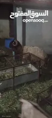  1 خاروف وثني للبيع