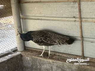  3 فرصه للبيع مجموعة طيور ب اسعار مميزه  شاهد الوصف