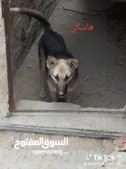  2 كلب جيرمن جرو للبيع لون ابيض واسود للبيع بسعر مغري جداً