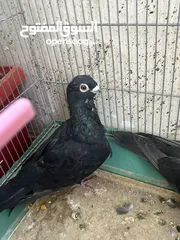  2 بولندي جوز شغال