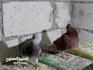  1 جواز حمام شغلات ميه بل ميه