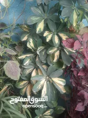  7 زريعه زينه للبيع