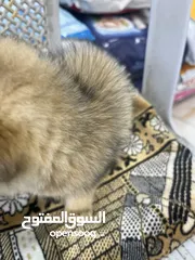  14 مفاجأة سارة عرض خاص جدا جدا على سكوتش ستريت ny12 طفرة نادرة لعبة تبارك الرحمن