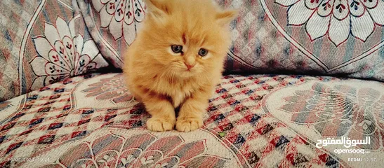  10 قطط شيرازي من المعدوم لون عسلي