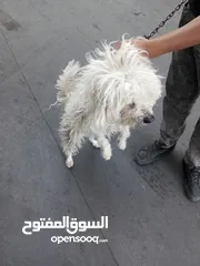  5 كلب لولو فوكس للبيع