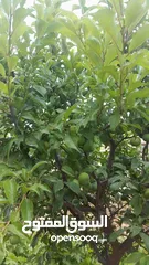  5 مزرعه مثمرهه فواكه مشكله مردود سنوي من 8 إلى 12 الف