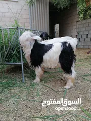  6 جدايا مخصايات