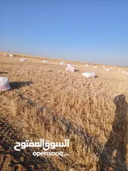  15 تبن قمح للبيع عترابو