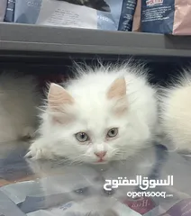  1 قطط لتبني بشروط