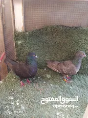  5 كوم 30 حبة تنضيف سطح جواز فحول طواير فراخ