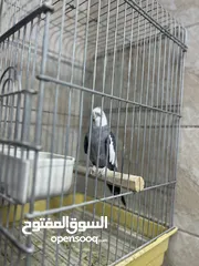  2 كوكتيل ذكر نار جاهز للتزاوج عروض عيد الأضحى المبارك