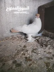  1 طيره بالوني المانية لون اصفر