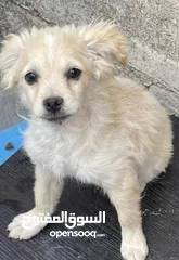  4 كلاب لولو فوكس اعمارهم 5 شهور لعوبين للبيع بسعر لقطه الكلبين  ،،،البيع بداعي السفر فقط ،،،