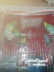  4 طيور حب اصفر اخضر ازرق