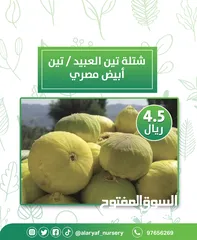  8 شتلات وأشجار التين من مشتل الأرياف  أسعار منافسة  انجیر کا درخت
