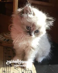  1 قطط كان هملايا بلو وهملايا اورنج عمر45 يوم