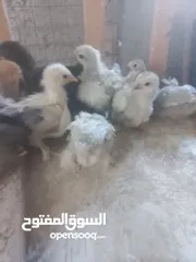  6 بسم الله ماشاء الله موجود  19 صوص كوشن مستوى جميل و2فرخ أرانب هجين بابيون