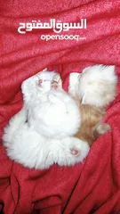  17 قطط شيرازي هيمالايا