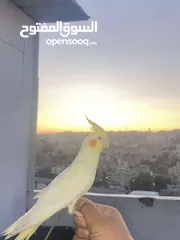  1 متاح ببغاء كوكتيل لاتينو المهتم يقراء الوصف
