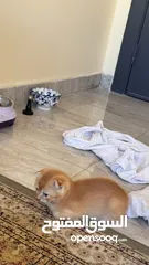  16 Golden and blue folded Scottish cat  جولدين سكوتش فولد عمر ثلاث شهور مستوى خارق