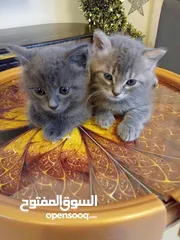  1 بيع قطط شرازي في عمان