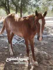  1 مهر نخب بصلات هادي اهدا من النعجه  على النبي كلشي موضح بل صوره على الركوب نار